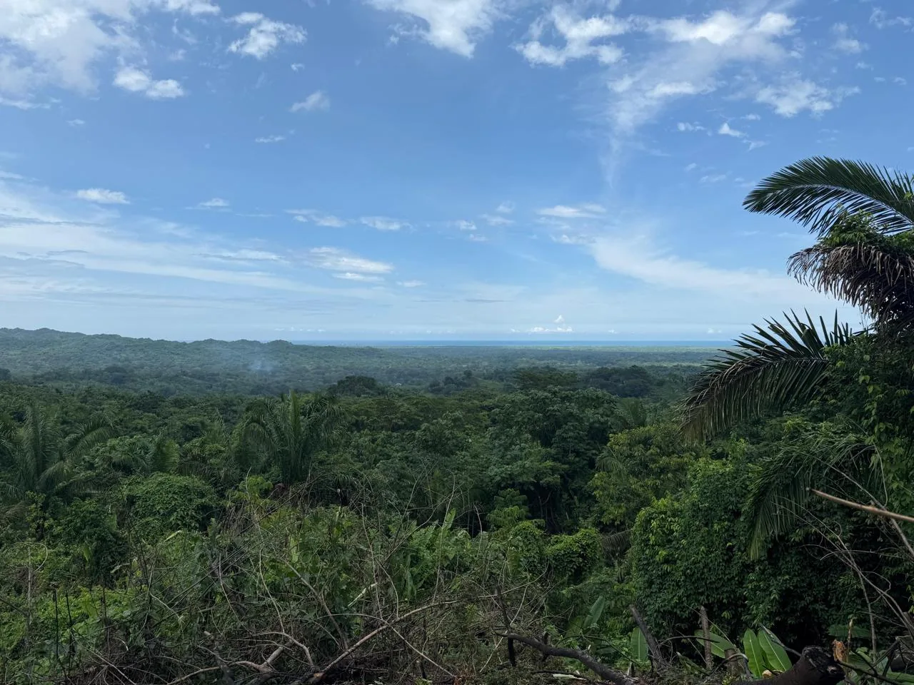 El Mamey